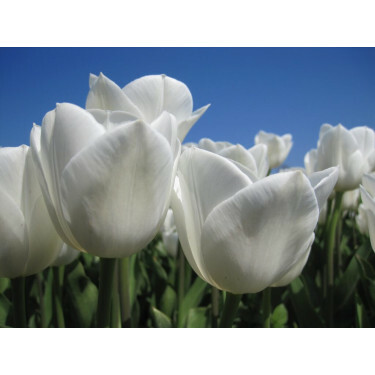 Tulipe - Royal Virgin - 10 bulbes - BIO