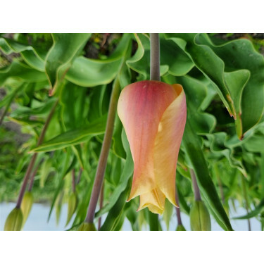 Tulipe - Blushing Lady - 10 bulbes - BIO