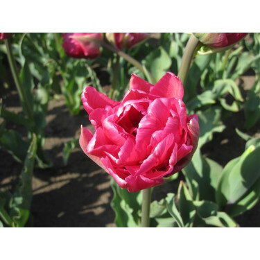 Tulipe - Double Princess - 10 bulbes - BIO