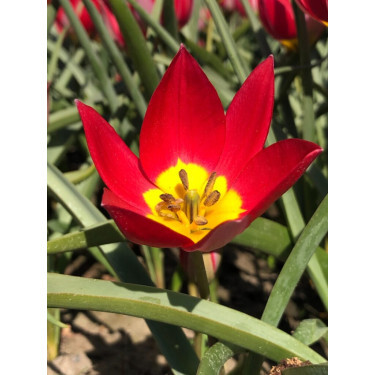 Tulipe botanique - Tulipa humilis 'Red Beauty' - 10 bulbes - BIO