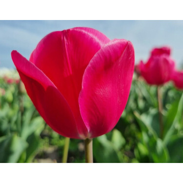 Tulipe - Carola - 10 bulbes - BIO