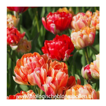 Tulipe - Gudoshnik Double - 10 bulbes - BIO