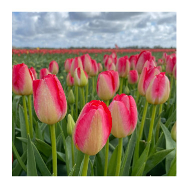 Tulipe - Judith Leyser - 10 bulbes - BIO