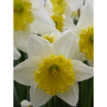 Narcisse - Ice Follies - 10 bulbes - BIO