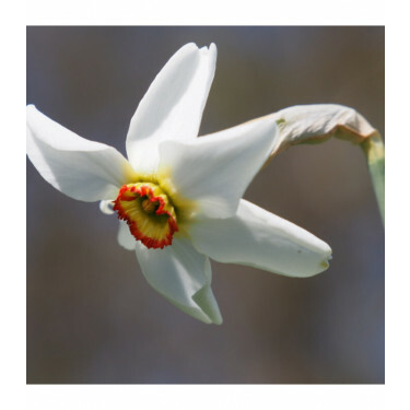 Narcisse - Recurvus - 10 bulbes - BIO