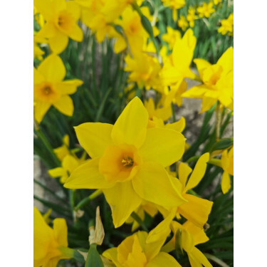 Narcisse - Golden Carpet - 10 bulbes - BIO