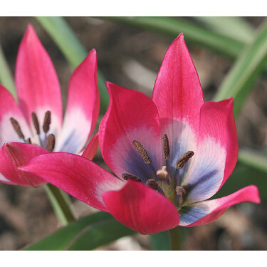 Tulipe botanique Tulipa Little Beauty - 10 bulbes