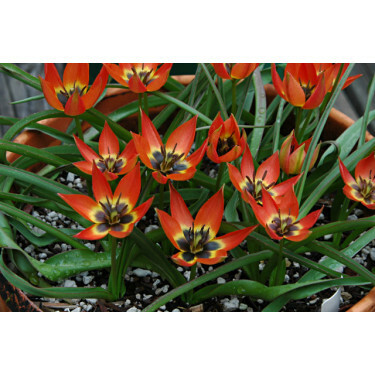 Tulipe, Little Princess - 10 bulbes