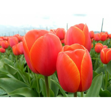 Tulipe, Ad Rem - 10 bulbes