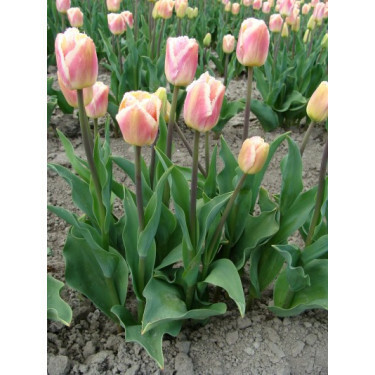 Tulipe - Siesta - 10 bulbes - BIO