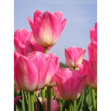 Tulipe Dynasty - 10 bulbes