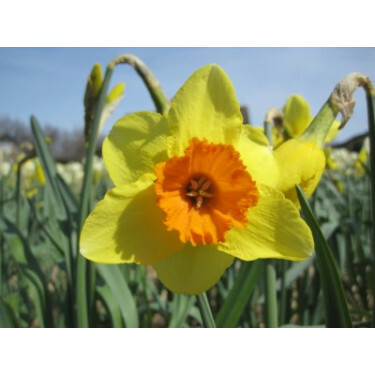 Narcisse Red Ranger - 10 bulbes