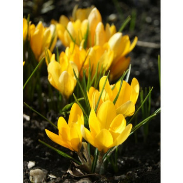 Crocus, Yellow Mammoth (C. flavus) - 10 bulbes