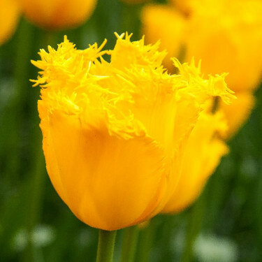 Tulipe Hamilton - 10 bulbes
