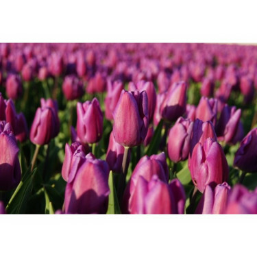 Tulipe - Purple Flag - 10 bulbes - BIO