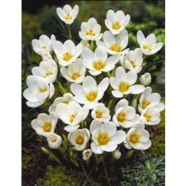 Crocus (C. chrysanthus) Snowbunting - 10 bulbes