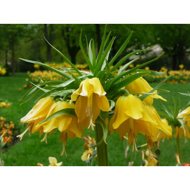 Fritillaire impériale - Fritillaria imperialis Lutea - 3 bulbes