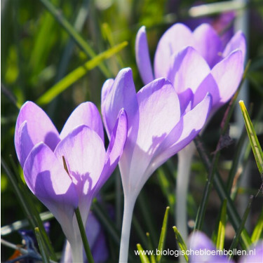 Crocus botanique - Barr's Purple - 10 bulbes - BIO