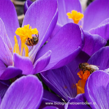 Crocus - Grand Maître - 10 bulbes - BIO