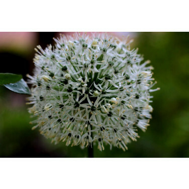 Allium ameloprasum - Ping Pong - 10 bulbes - BIO