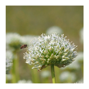 Allium stiptatum - Ail ornemental 'Mount Everest' - 5 bulbes - BIO