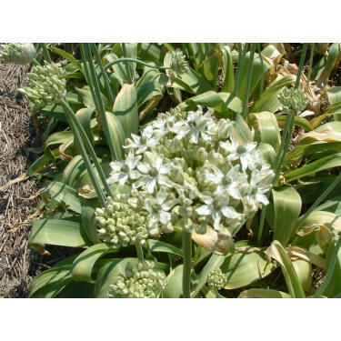 Ail noir - Allium nigrum - 10 bulbes - BIO