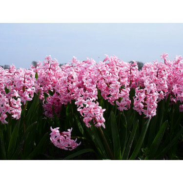 Jacinthe - Fondant - BIO - 10 bulbes