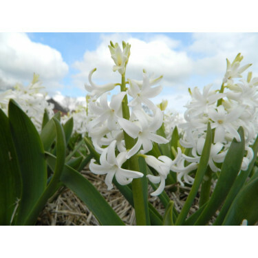 Jacinthe - White Pearl - BIO - 3 bulbes