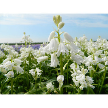 Jacinthe des bois blanche - Hyacinthoides hispanica - 10 bulbes - BIO