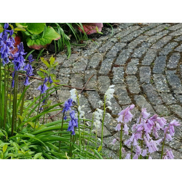 Hyacinthoides hispanica - Jacinthe des bois - mélange bleu-rose-blanc - 10 bulbes - BIO