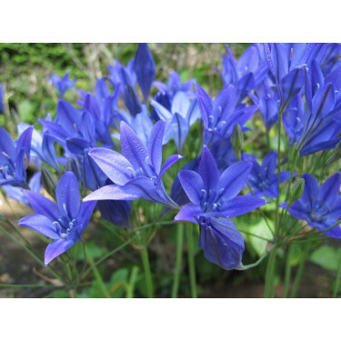 Triteleia laxa - Brodiae 'Corrina' - 10 bulbes - BIO