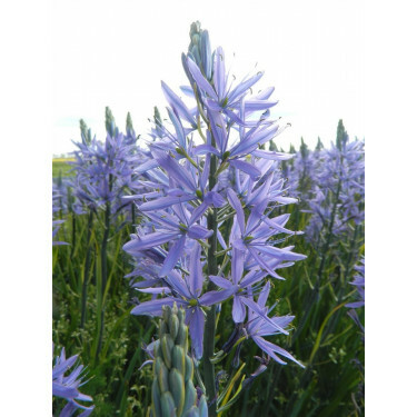 Camasssia Leichtinii 'Caerulea' - 10 bulbes - BIO