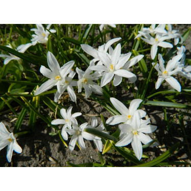 Chionodoxa luciliae 'Alba' - Gloire des Neiges - 10 bulbes - BIO