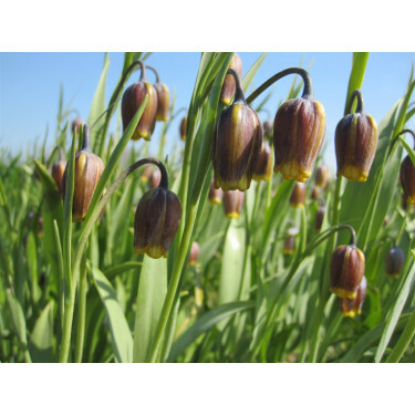 Fritillaria Uva Vulpis - Fritillaire- 10 bulbes - BIO