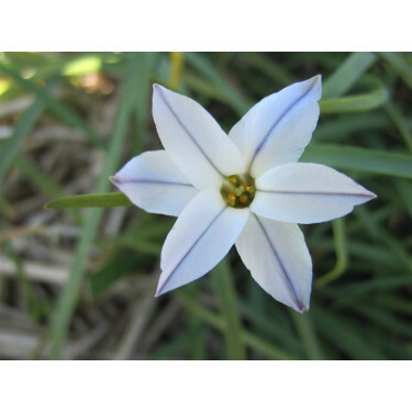 Etoile de Printemps - Ipheion uniflorum 'Wisley Blue' - 10 bulbes - BIO