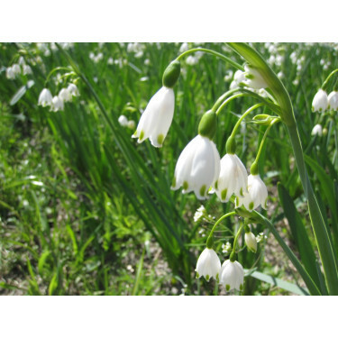 Leucojum aestivum 'Gravetye Giant' - Nivéole d'été - 3 bulbes - BIO
