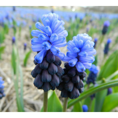 Muscari latifolium - 10 bulbes - BIO