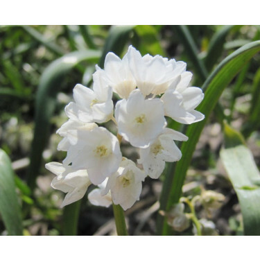 Puschkinia libanotica 'Alba' - Puschkinia du Liban - 10 bulbes - BIO