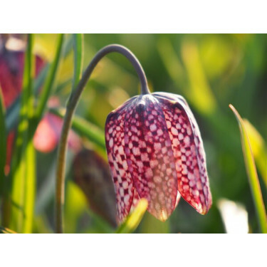 Fritillaria meleagris - Fritillaire pintade - 10 bulbes - BIO