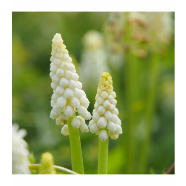 Muscari botryoides 'Album' - Jacinthe de raisin blanche -10 bulbes - BIO