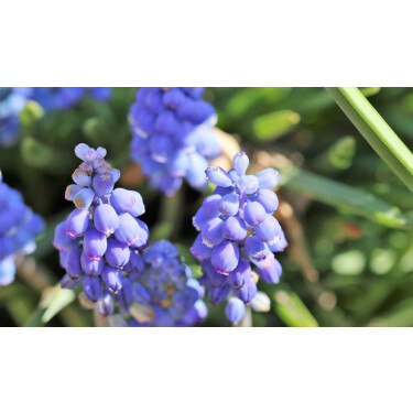 Muscari armeniacum 'Early Bird' - 10 bulbes - BIO