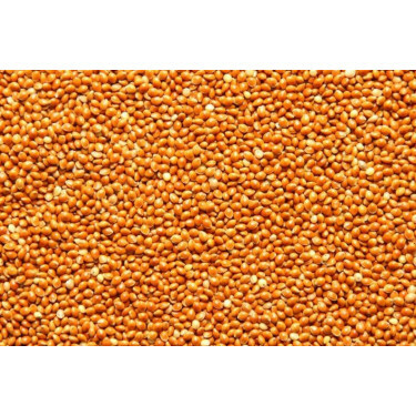 Millet commun brun 25 kg - BIO