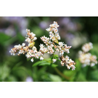 Sarrasin de Tartarie - Fagopyrum tataricum - 20kg - BIO