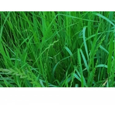 Ray-grass d'Italy - Lolium multiflorum - Fabio - 20kg - BIO