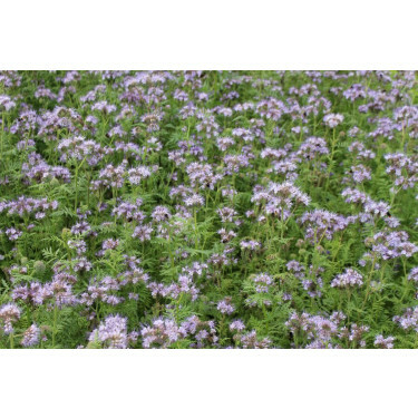 Phacélie – Phacelia tanacetifolia - Boratus - 10kg – BIO