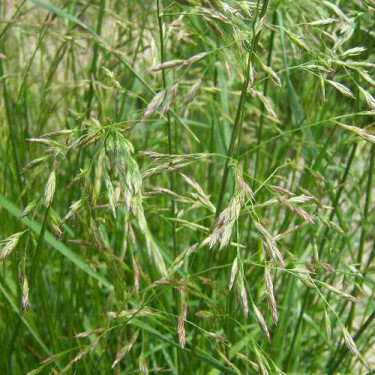 Fétuque élevé - Festuca arundinacea - Swaj - 10kg - BIO