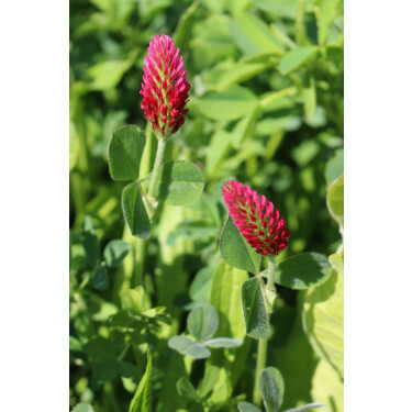 Trèfle incarnat - Trifolium incarnatum - Linkarus - 25kg - BIO