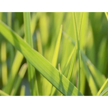 Fétuque des prés - Festulolium - Fedoro - 10 kg - BIO