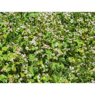 Sarrasin - engrais vert - BIO