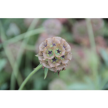 Scabiosa stellata - Scabieuse étoilée - Drumstick - BIO